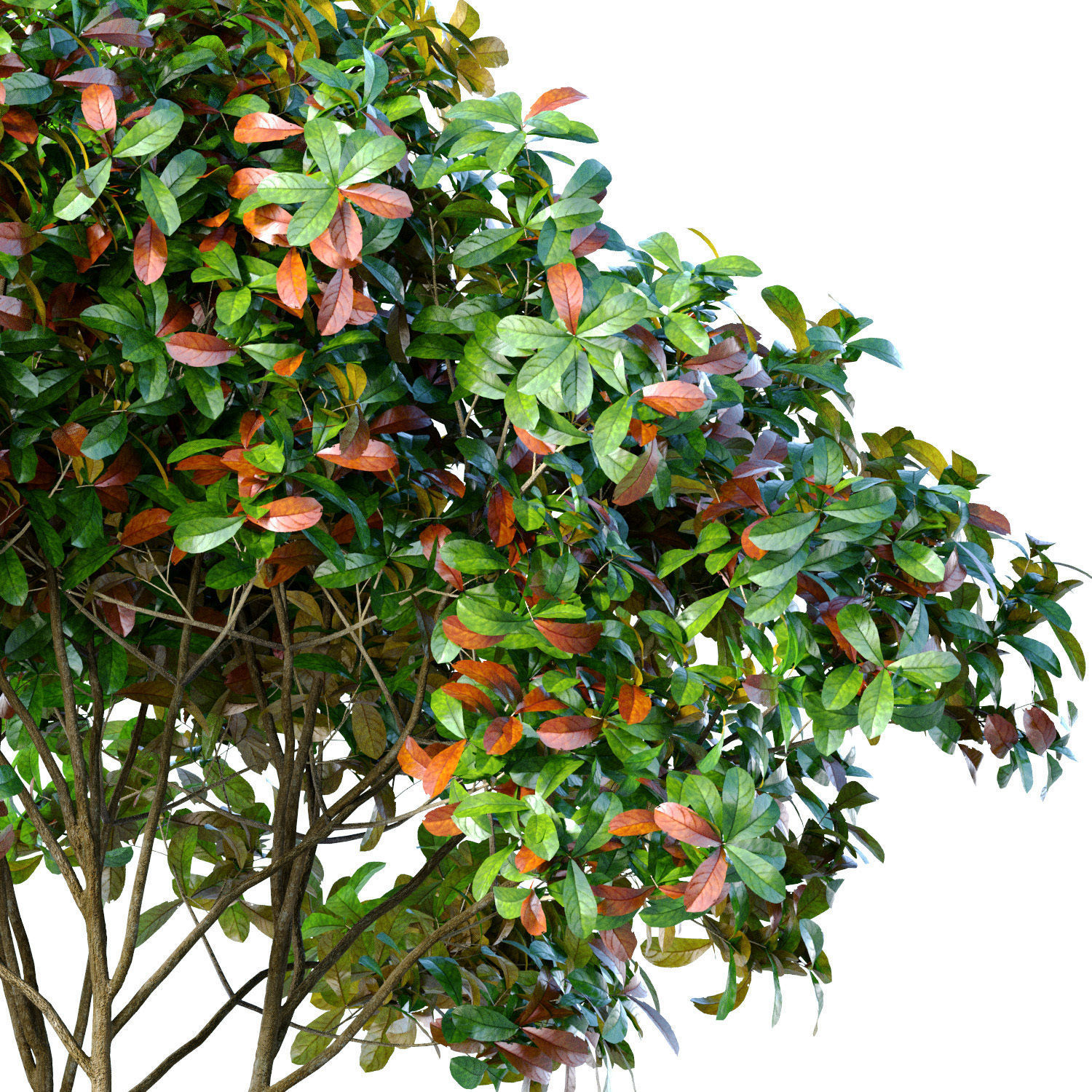 Decorative multi-stemmed evergreen outdoor garden tree shrub 3D model_1