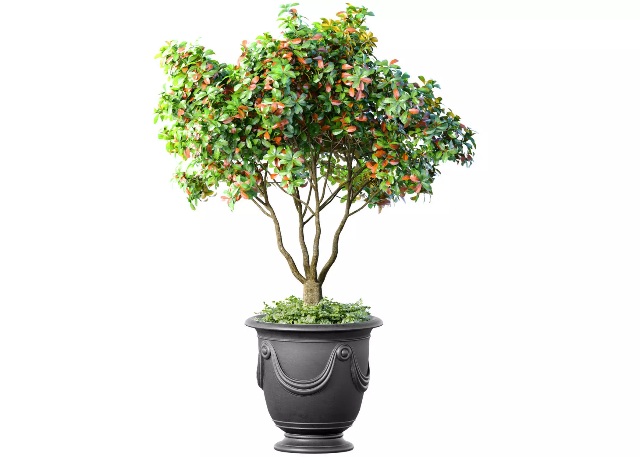 Decorative tree in a classic pot and flowerpot Indoor plant 3D model_0