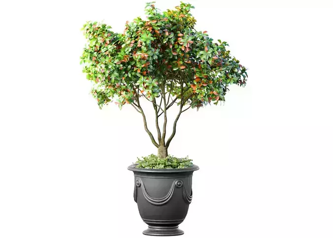 Decorative tree in a classic pot and flowerpot Indoor plant 3D model Decorative tree in a classic pot and flowerpot Indoor plant 3D model