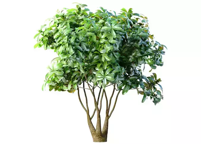 Outdoor garden plant tree Shrub
