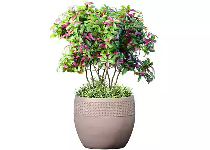 Ornamental plant tree shrub in a pot RH Indoor plant