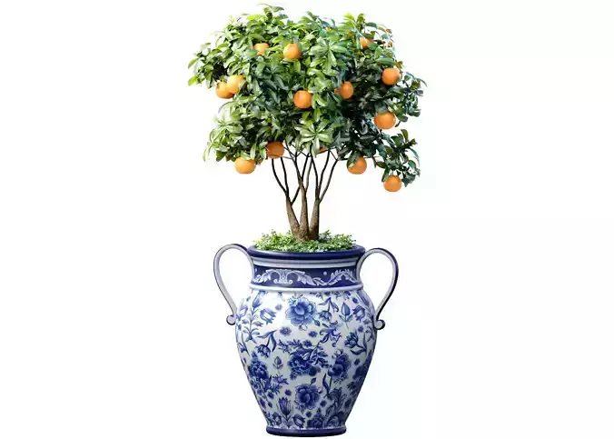 Orange Tree in an Italian vase Ornamental Citrus Indoor plant
