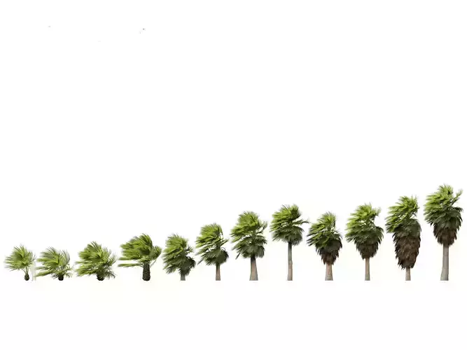 Brahea armata - Mexican blue palm 02 3D model