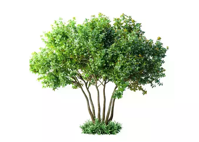 Outdoor garden plant tree Shrub 3D model