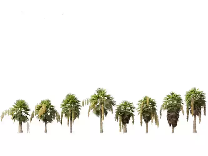 Brahea armata - Mexican blue palm 03 3D model