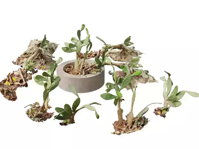 HighPoly LowPoly - Opuntia - prickly pear cactus