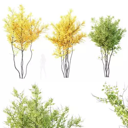 Plants Acer X freemanii Freeman Maple Sapindaceae Autumn Blaze 3D model