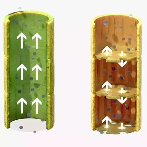 Vascular Tissue System in Plants