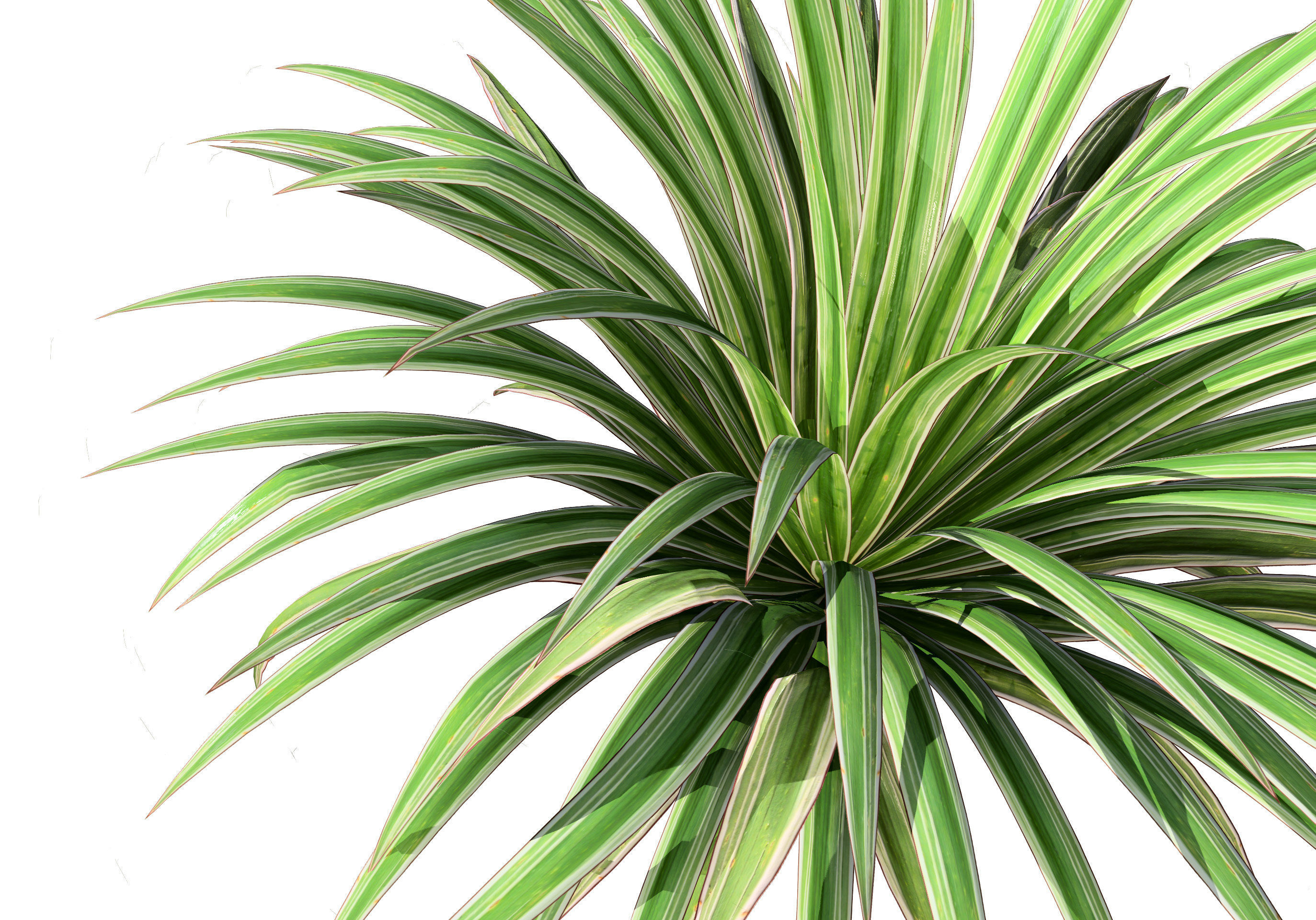 Banana Boat grass 3d Pack Low-poly 3D model_5