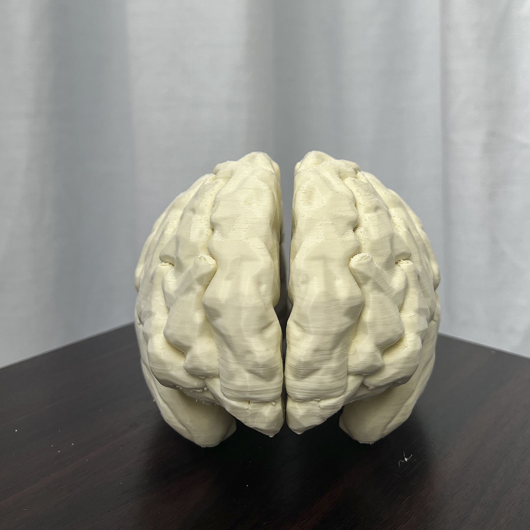 Human Brain Anatomy  Left Hemisphere 3D print model_1