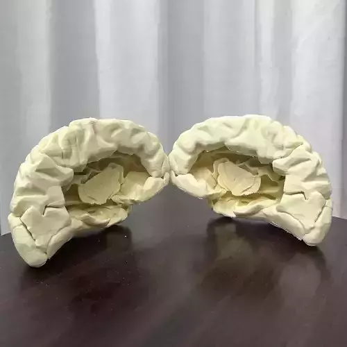 Human Brain Anatomy  Left Hemisphere 3D print model