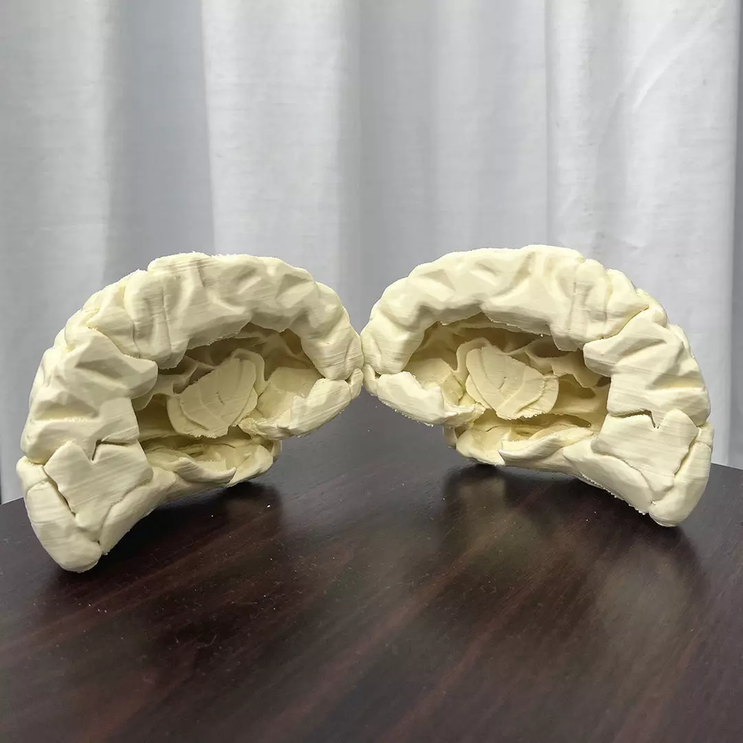 RIGHT HEMISPHERE BRAIN 3D print model
