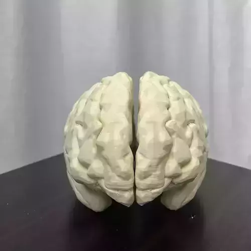 FULL BRAIN ANATOMY