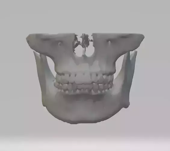 3D Printable Skull 3D print model