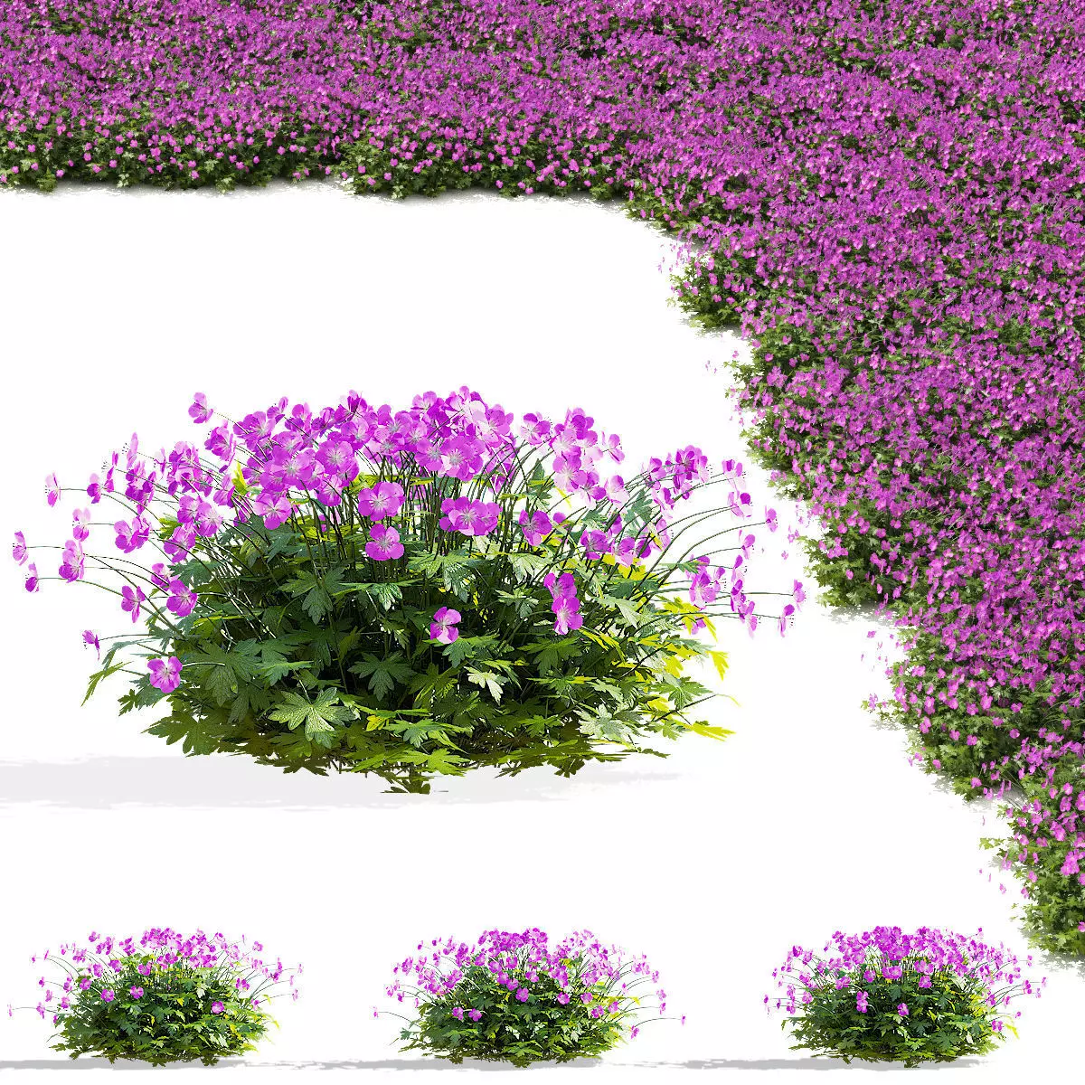 Geranium cantabrigiense Cambridge flower 3D model