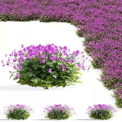 Geranium cantabrigiense Cambridge flower