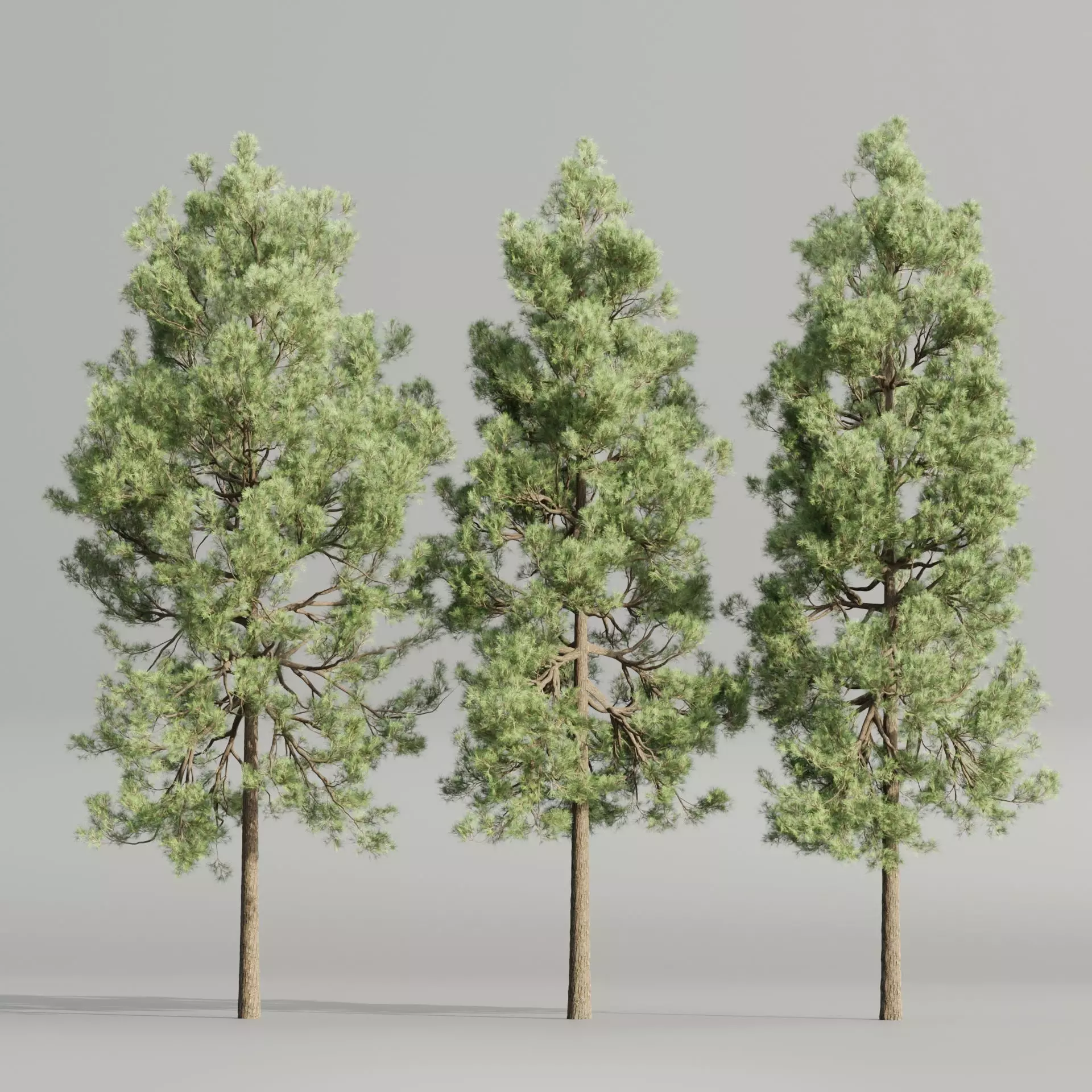 Pine trees collection vol 178-Blender 3D model_0
