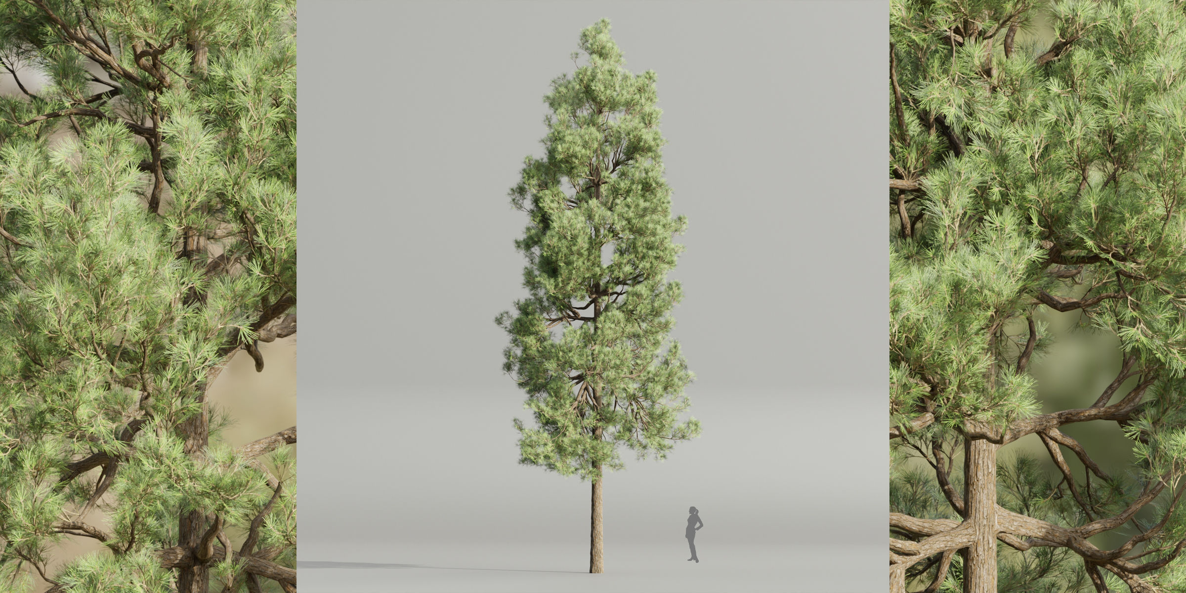 Pine trees collection vol 178-Blender 3D model_4