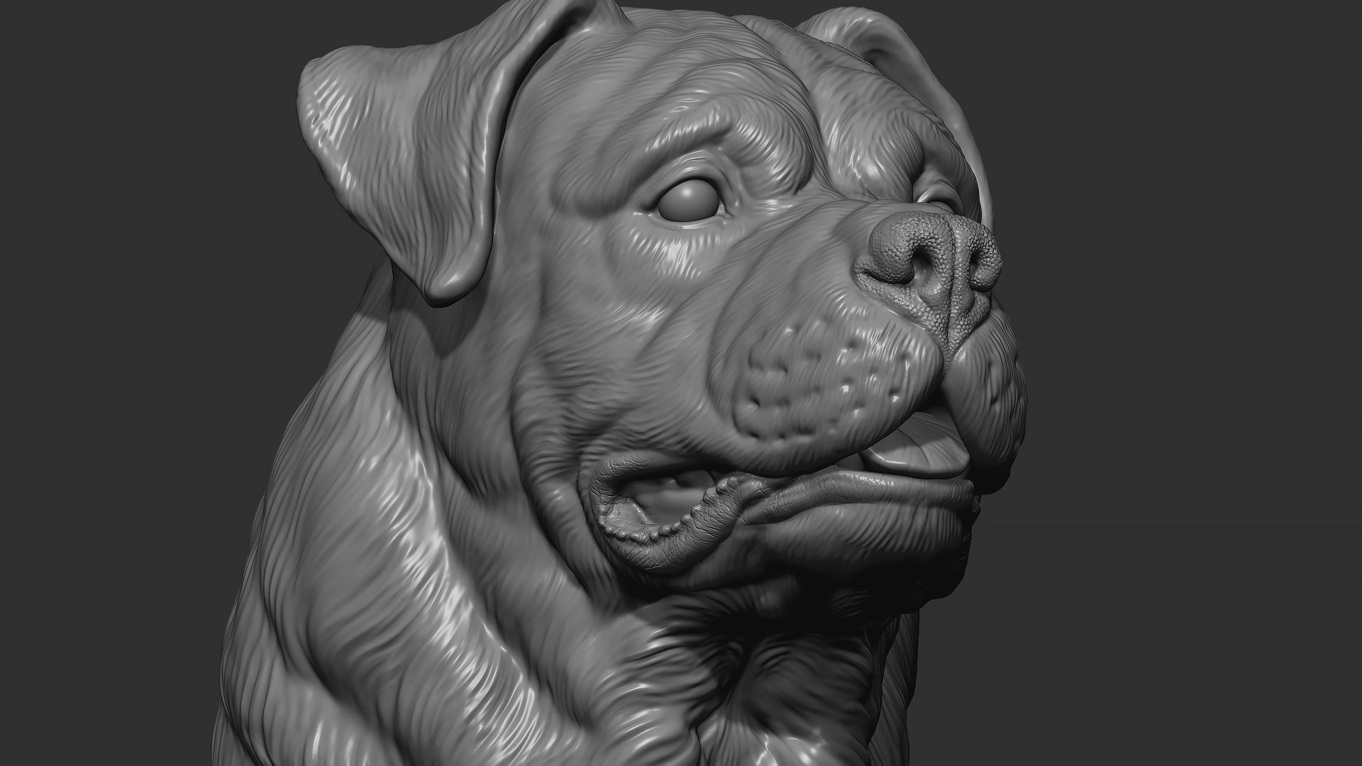 Rottweiler bust dog 3D print model_1