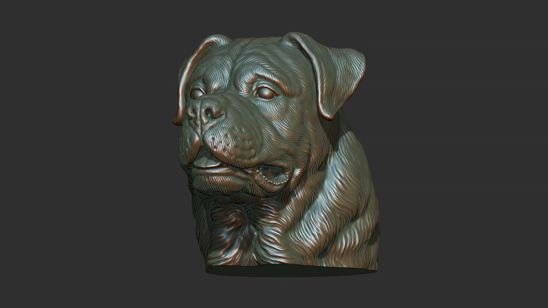 Rottweiler bust dog 3D print model_29
