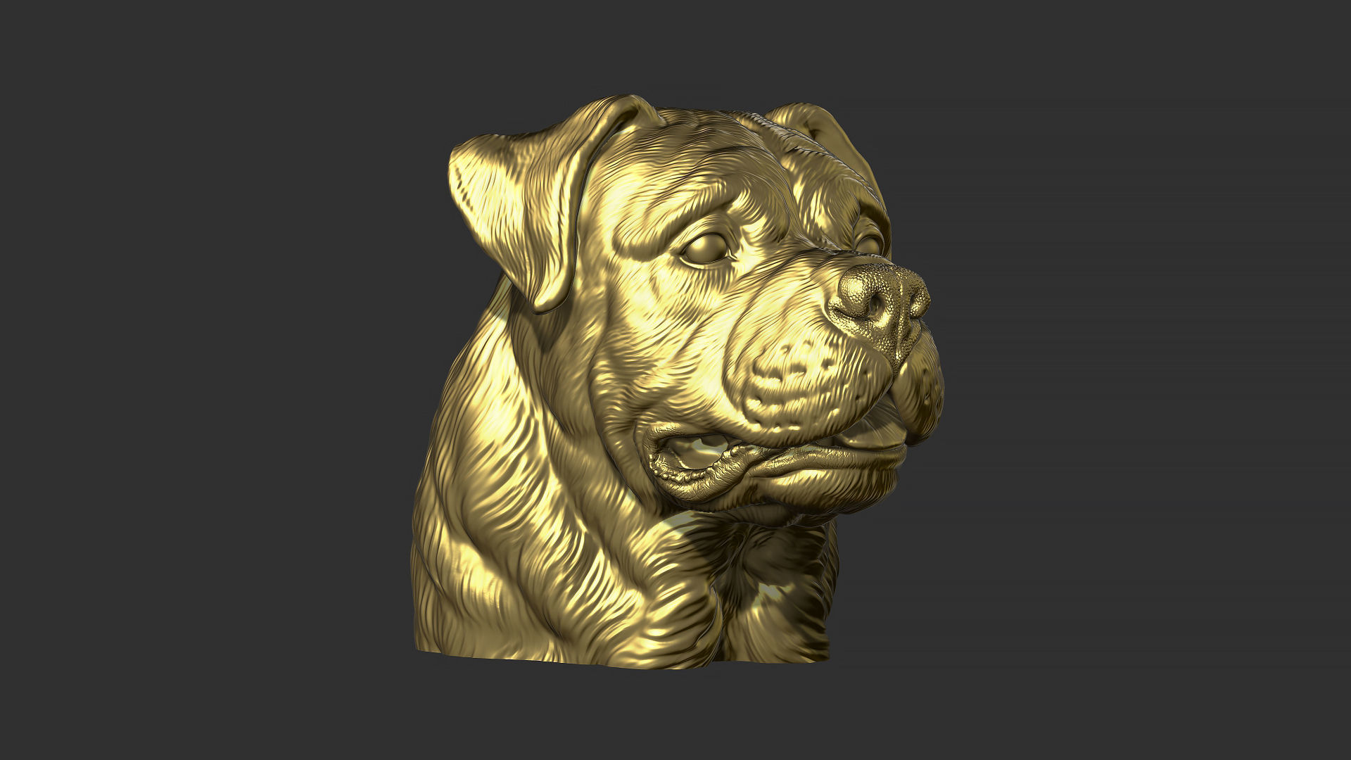 Rottweiler bust dog 3D print model_32