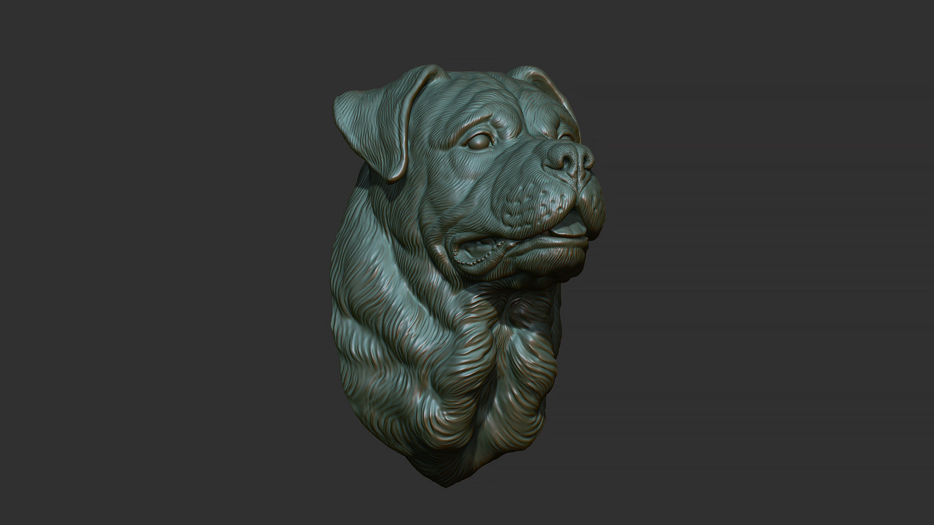 Rottweiler bust dog 3D print model_7