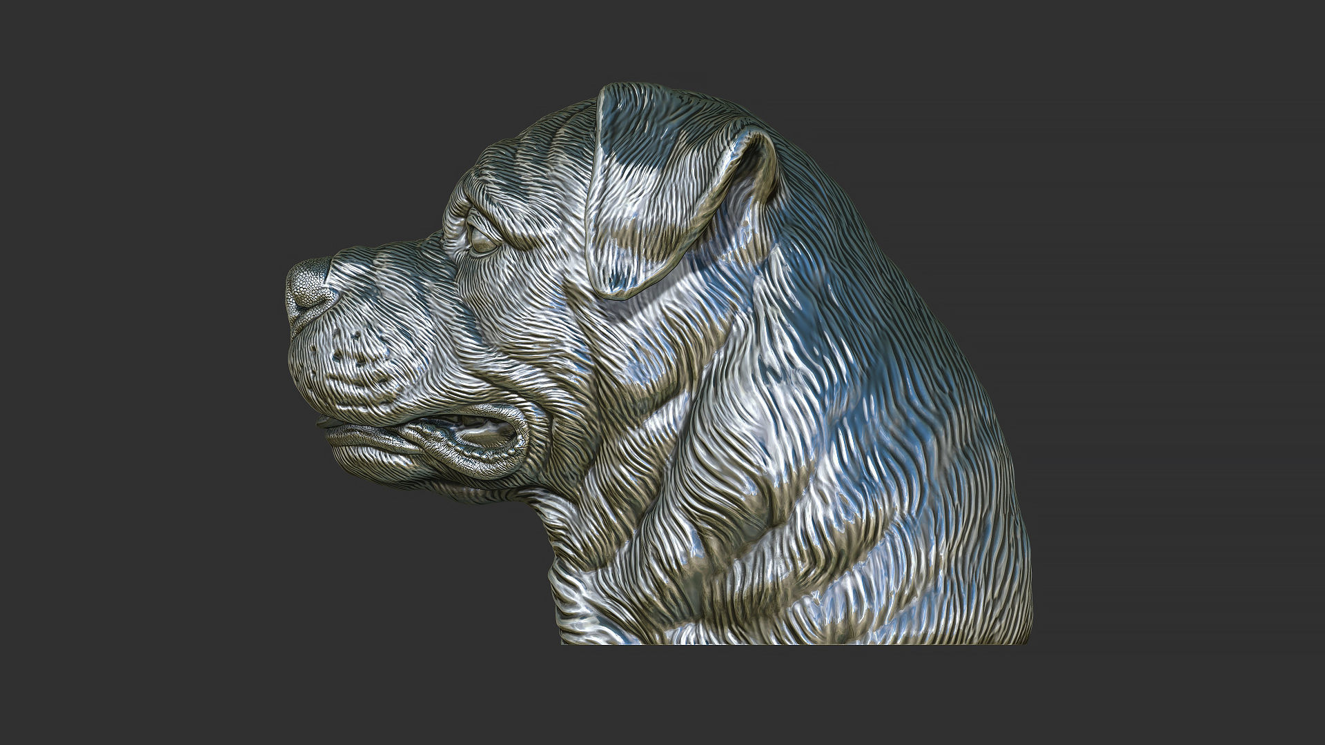 Rottweiler bust dog 3D print model_30