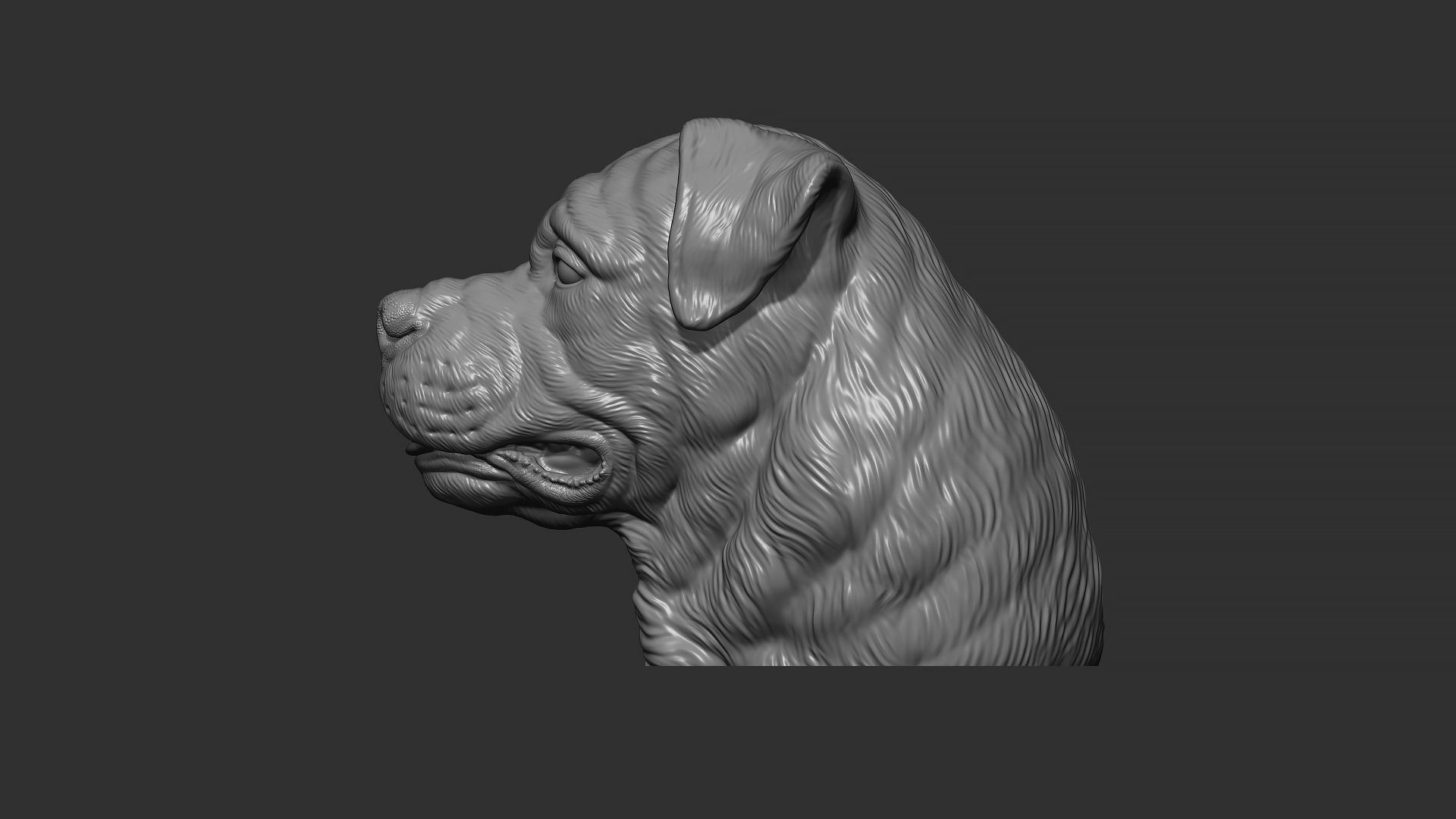 Rottweiler bust dog 3D print model_25