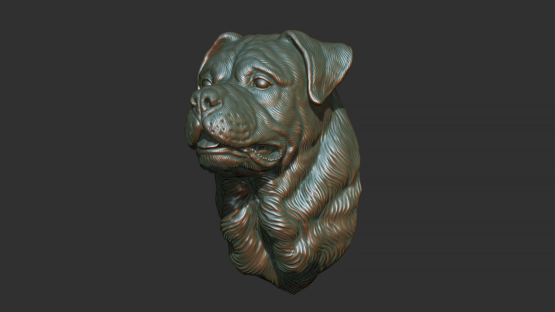 Rottweiler bust dog 3D print model_10