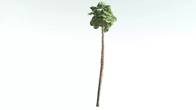 EVERYPlant Australian Fan Palm 4 --16 Models-- 3D model