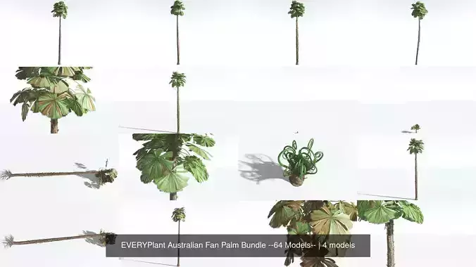 EVERYPlant Australian Fan Palm Bundle --64 Models-- 3D Model Collection