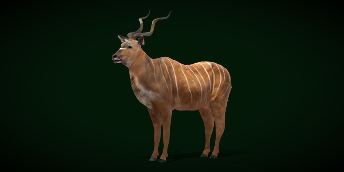 Greater Kudu Antelope Animal  Low-poly 3D model_24