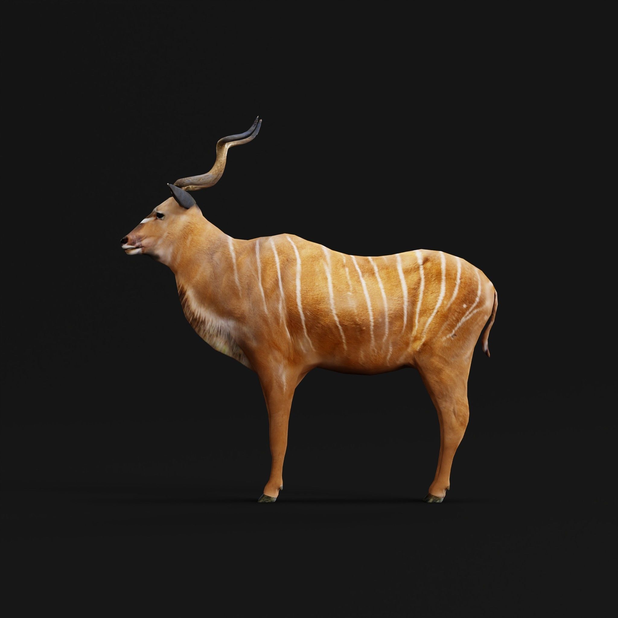 Greater Kudu Antelope Animal  Low-poly 3D model_5