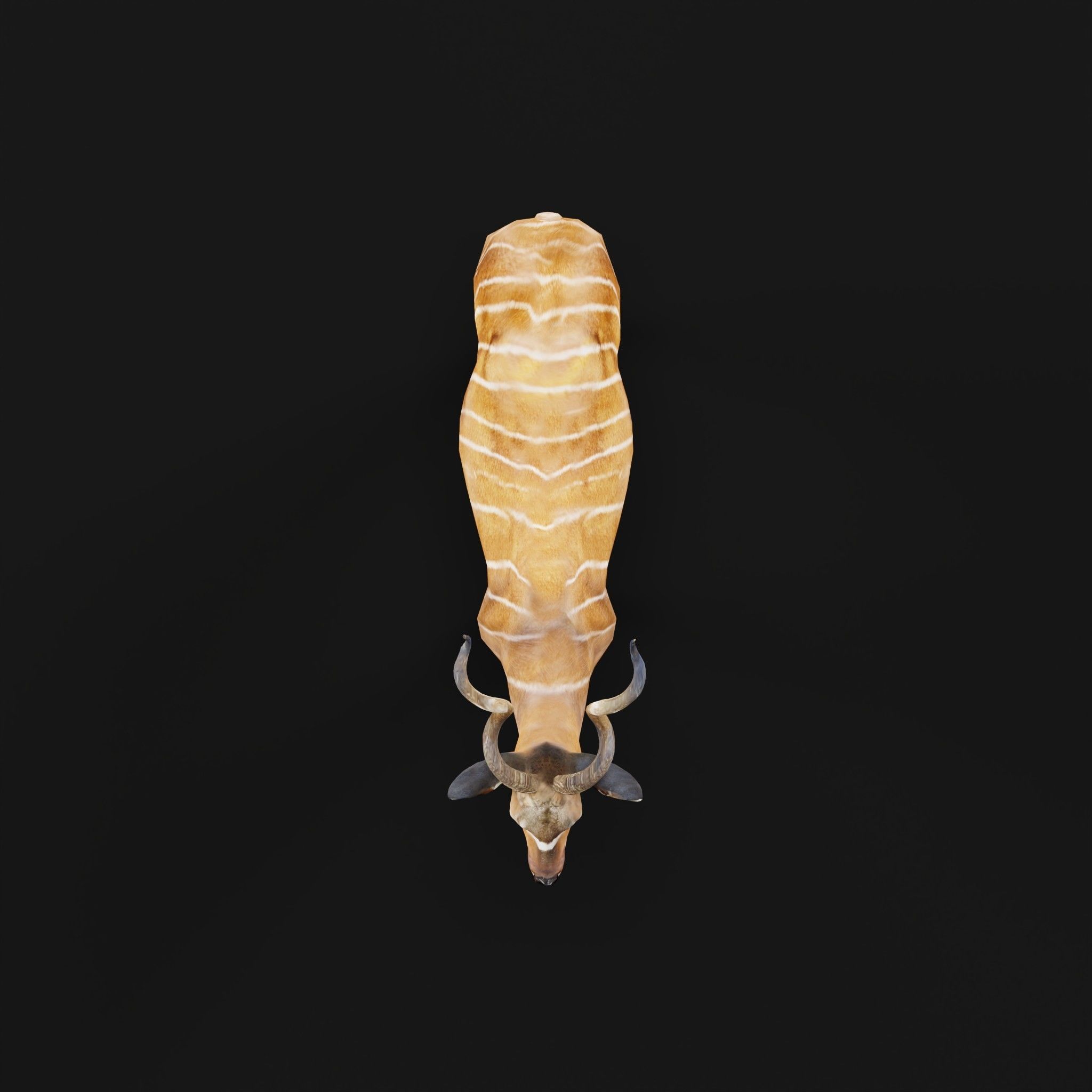 Greater Kudu Antelope Animal  Low-poly 3D model_4