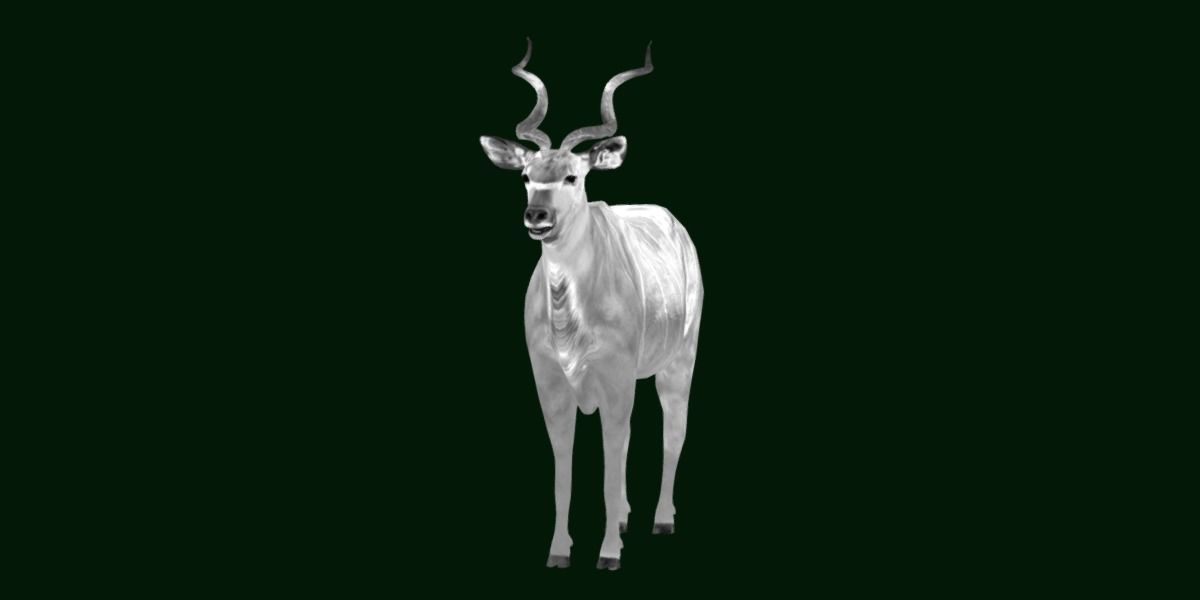 Greater Kudu Antelope Animal  Low-poly 3D model_22
