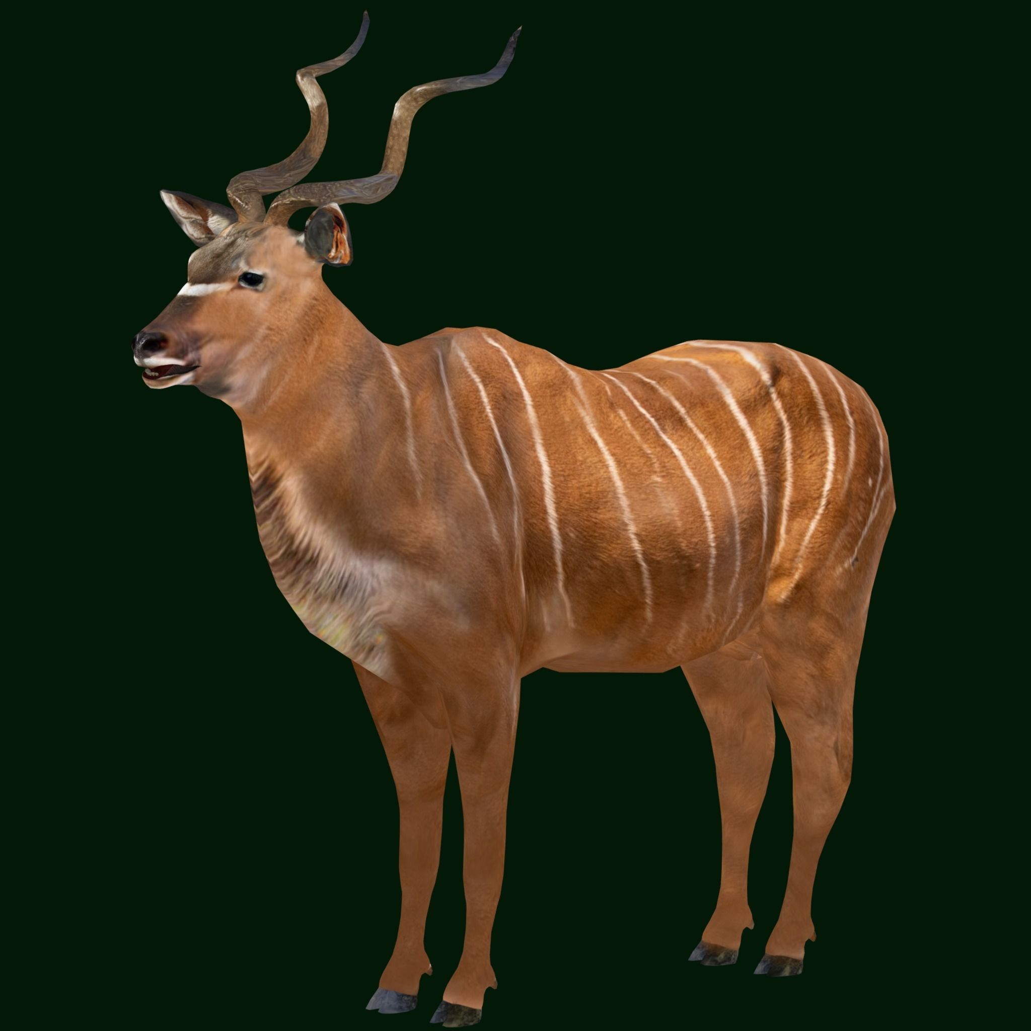 Greater Kudu Antelope Animal  Low-poly 3D model_12