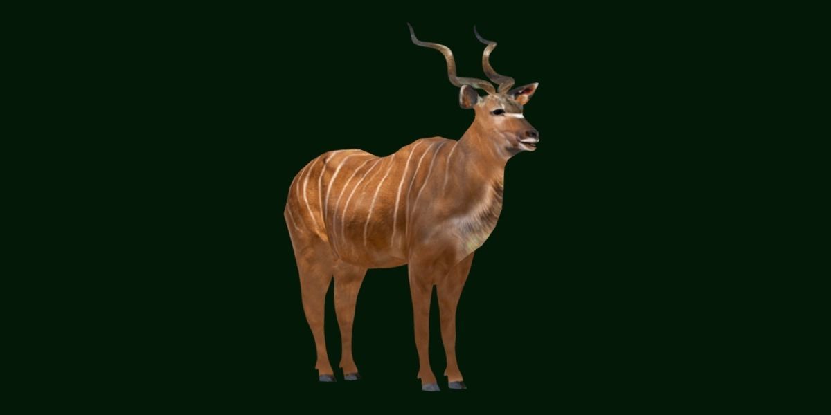 Greater Kudu Antelope Animal  Low-poly 3D model_18