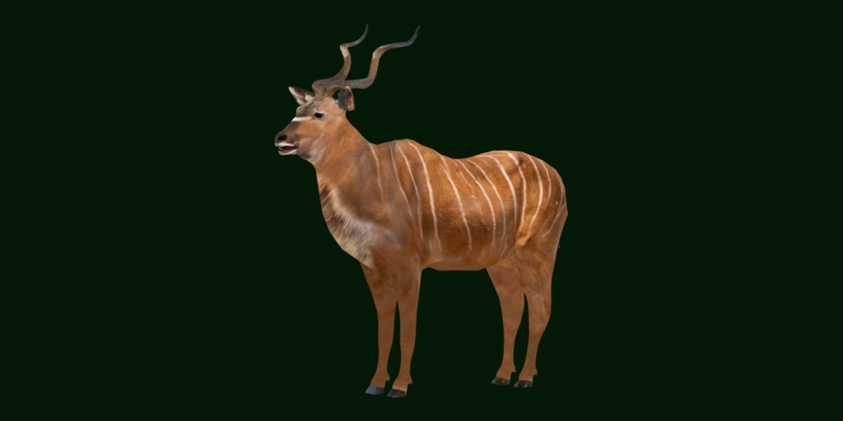 Greater Kudu Antelope Animal  Low-poly 3D model_17