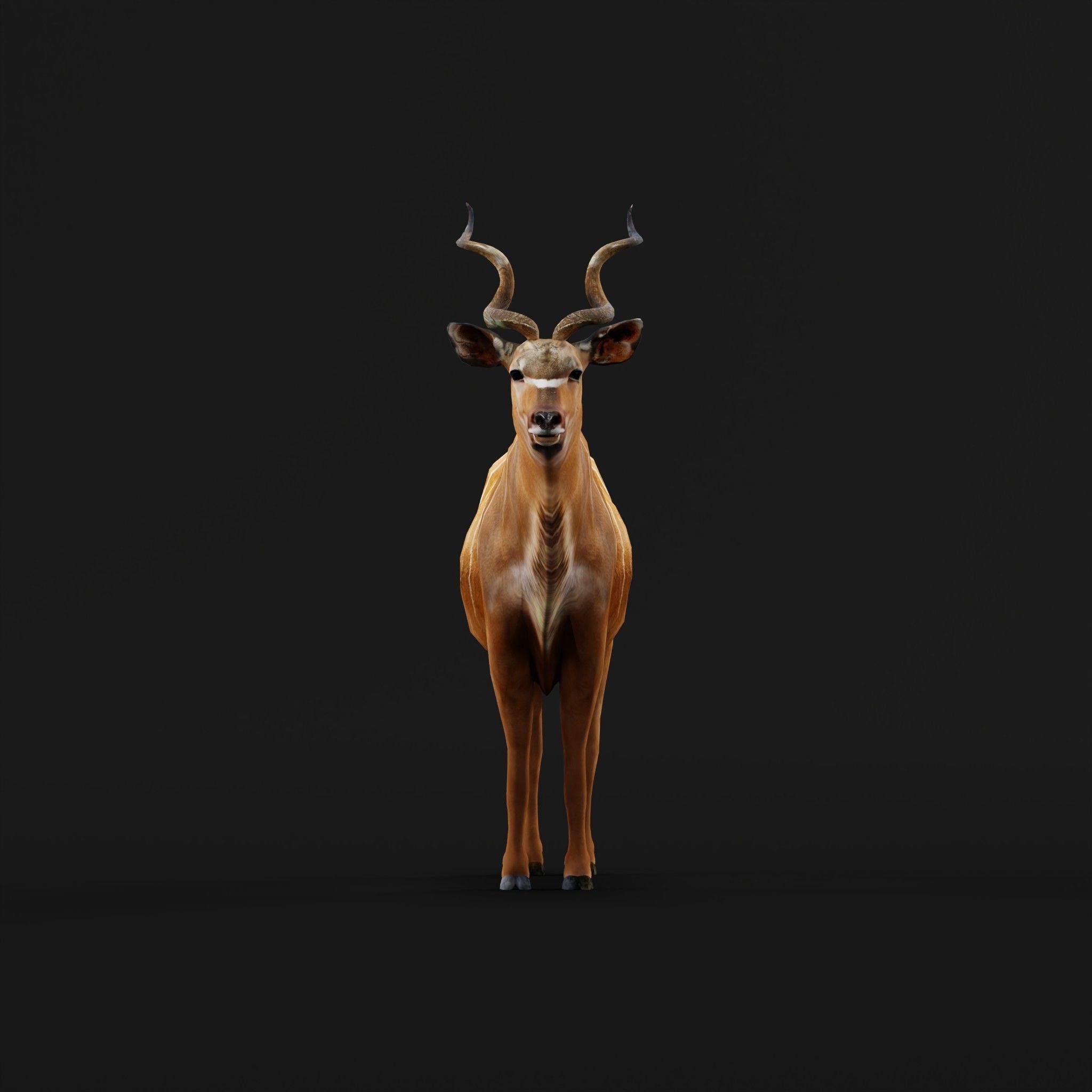 Greater Kudu Antelope Animal  Low-poly 3D model_3