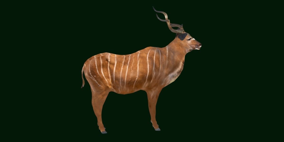 Greater Kudu Antelope Animal  Low-poly 3D model_20