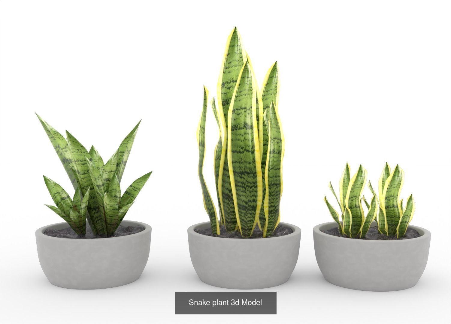 Plant and Flower 3D Model Collection_23