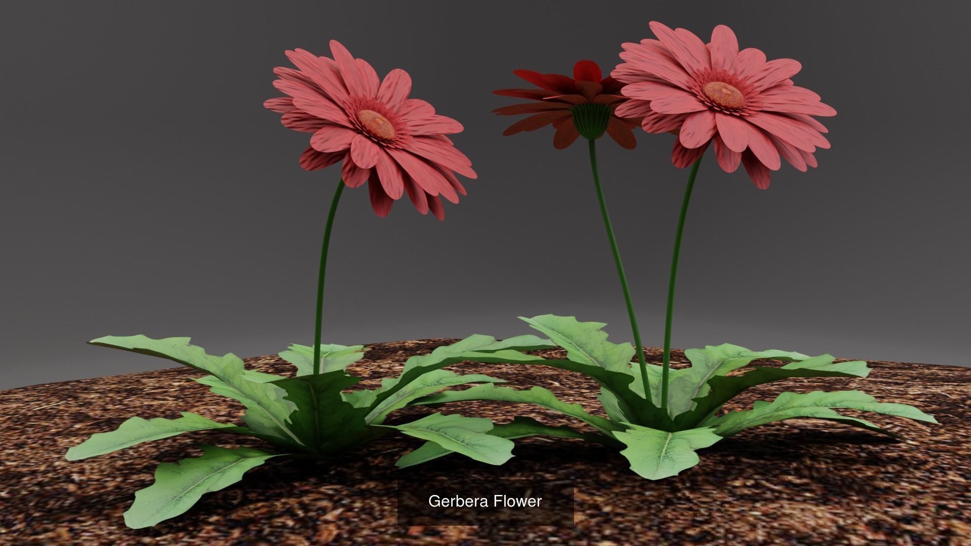 Plant and Flower 3D Model Collection_63