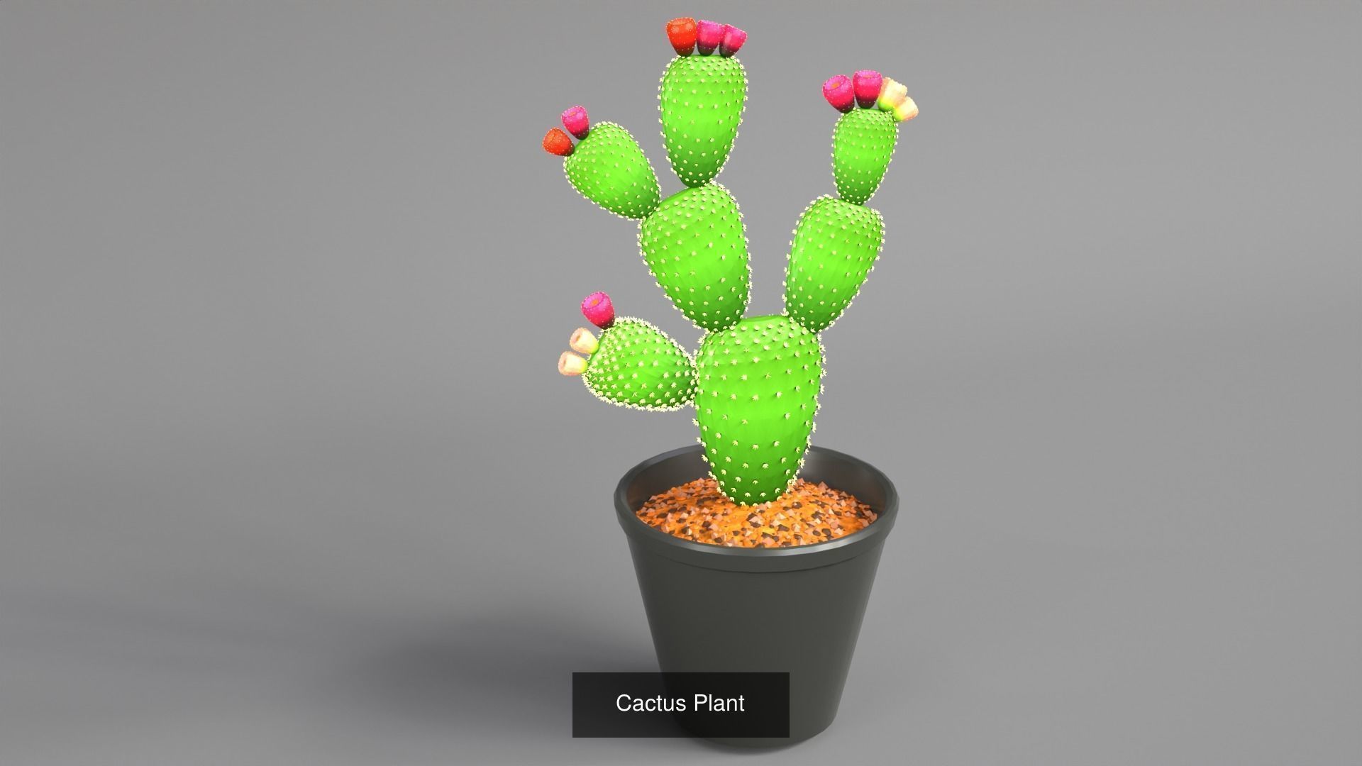 Plant and Flower 3D Model Collection_73