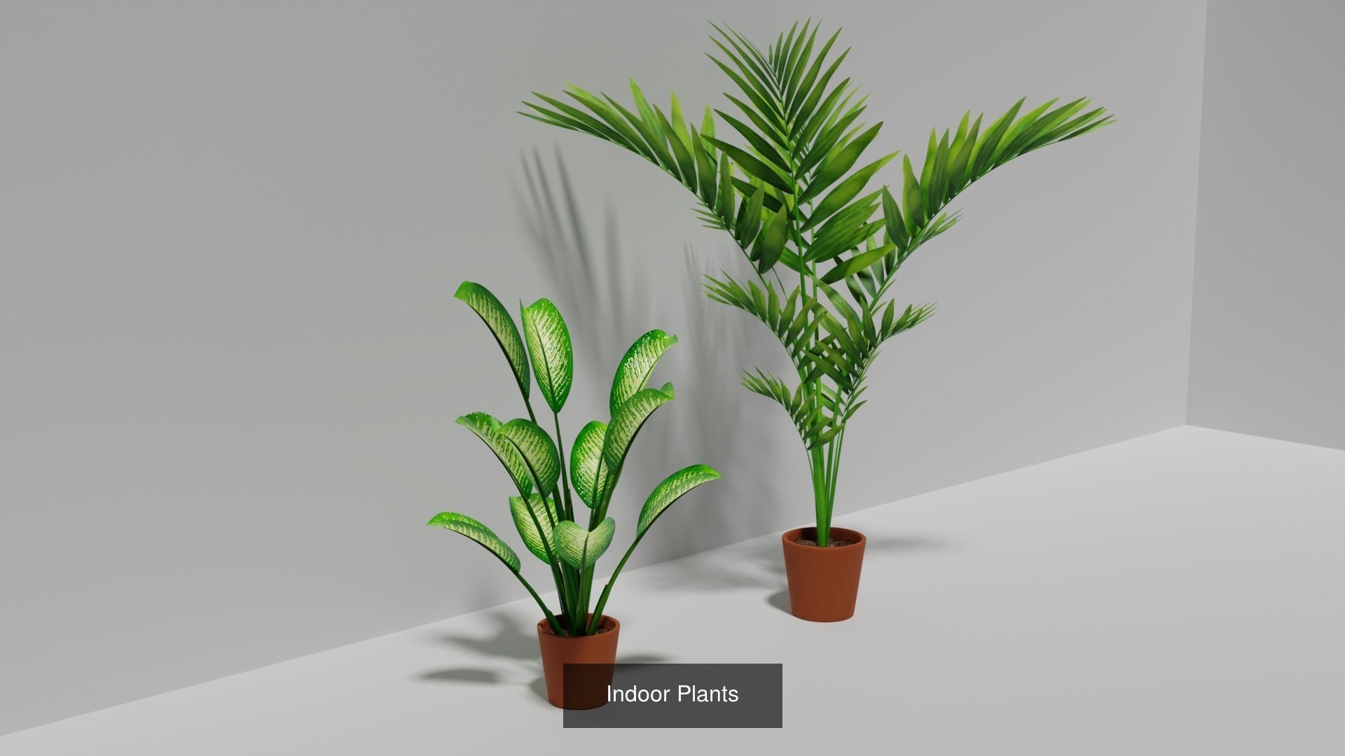 Plant and Flower 3D Model Collection_21