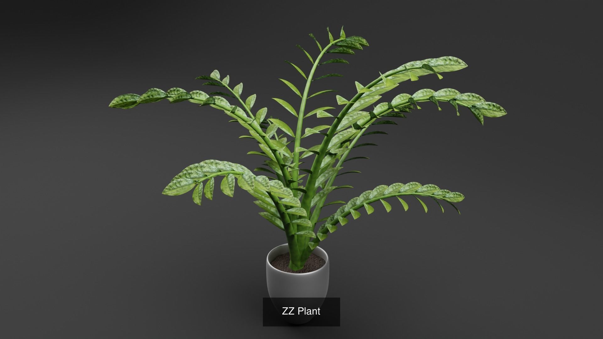 Plant and Flower 3D Model Collection_34