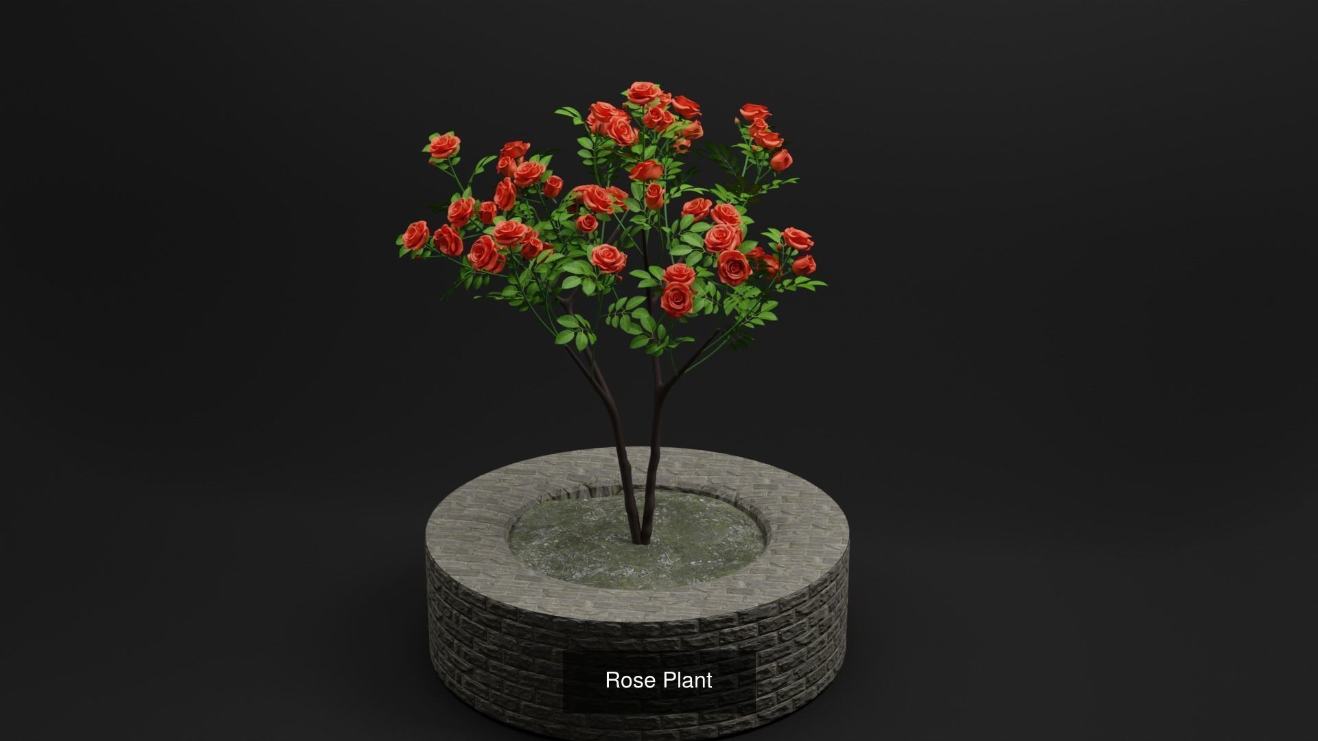 Plant and Flower 3D Model Collection_38