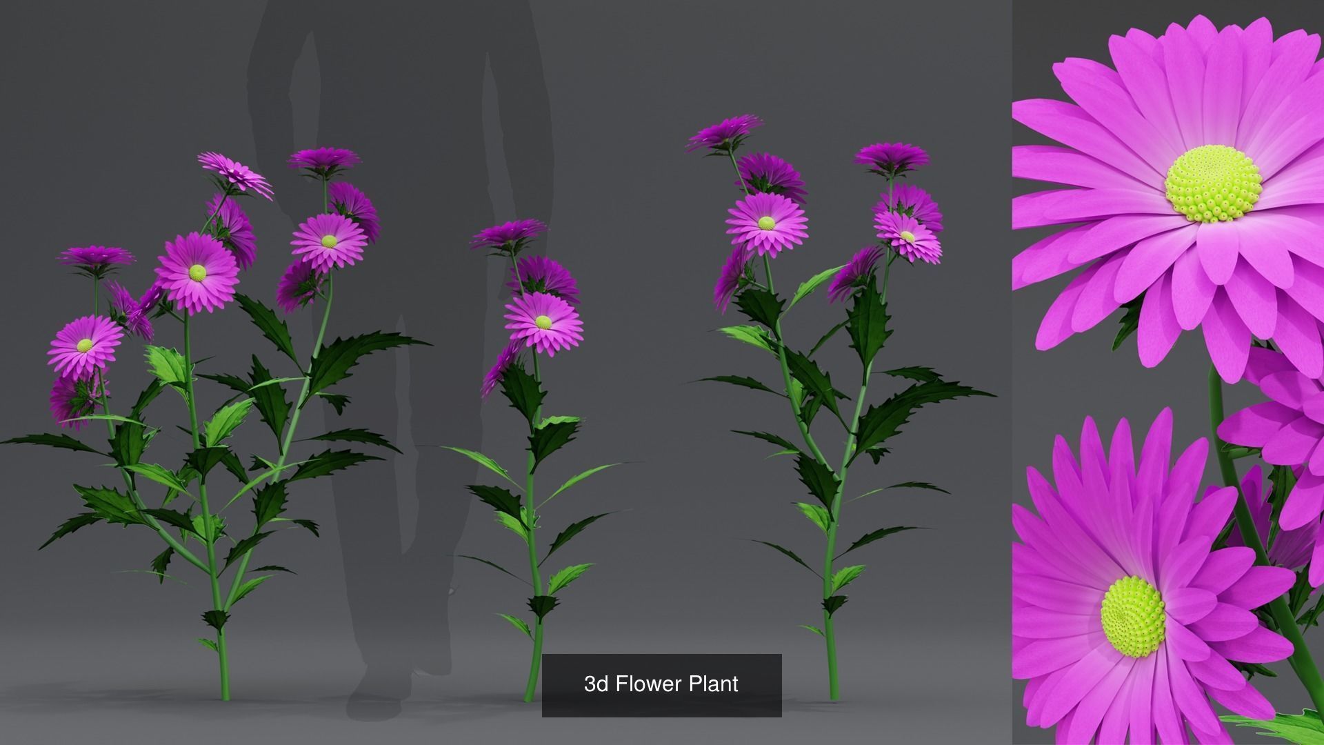 Plant and Flower 3D Model Collection_64