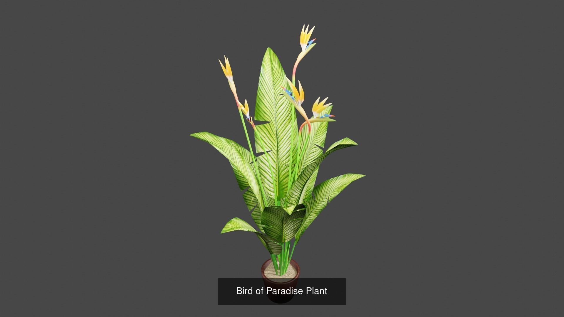 Plant and Flower 3D Model Collection_31