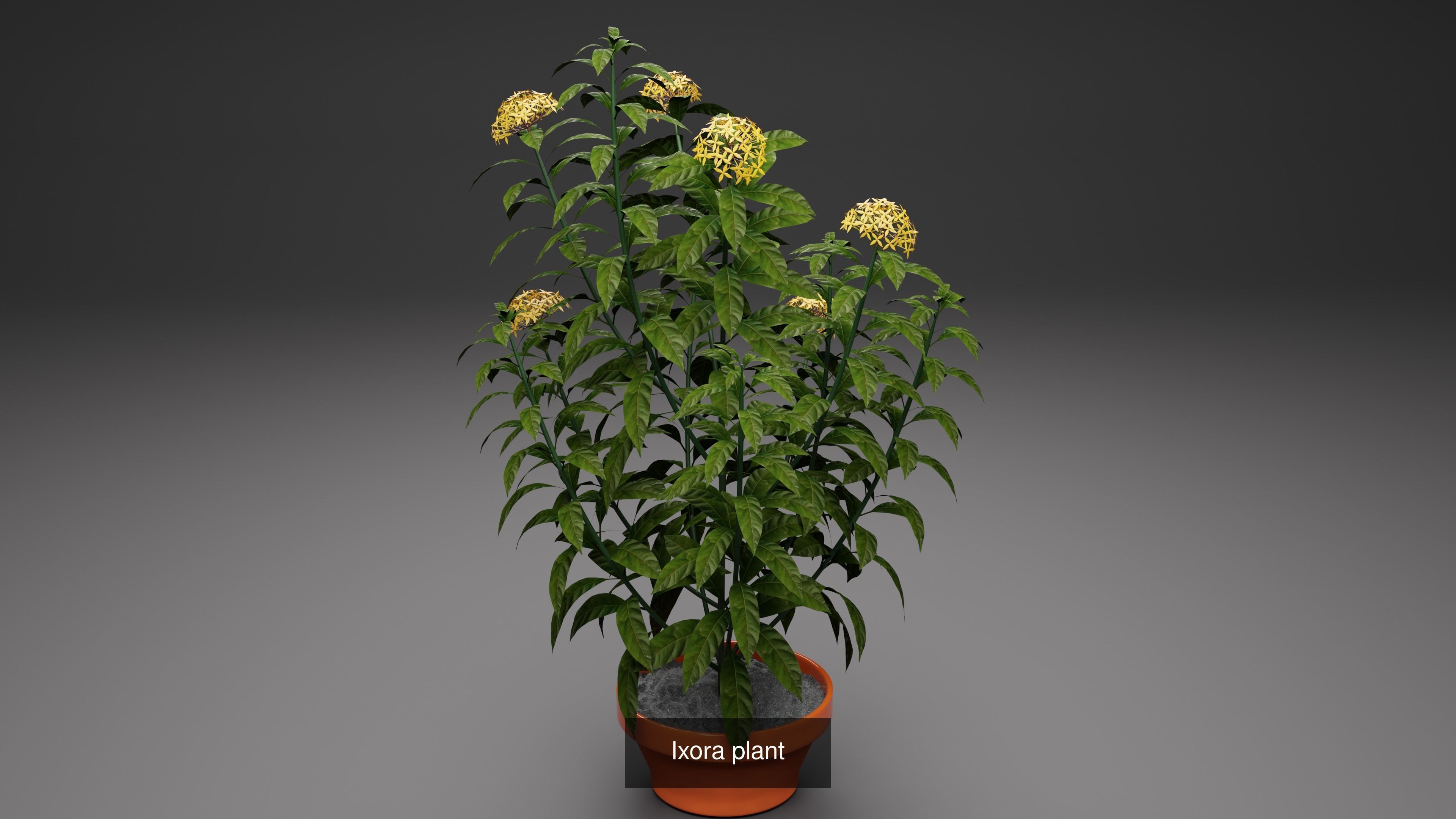 Plant and Flower 3D Model Collection_72