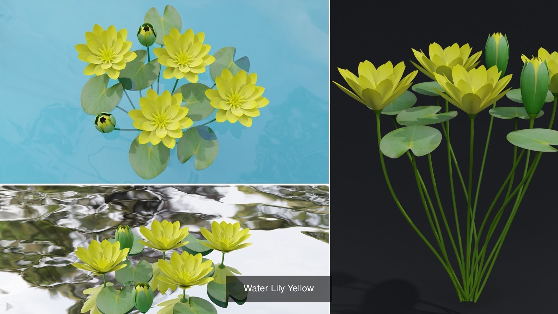 Plant and Flower 3D Model Collection_44